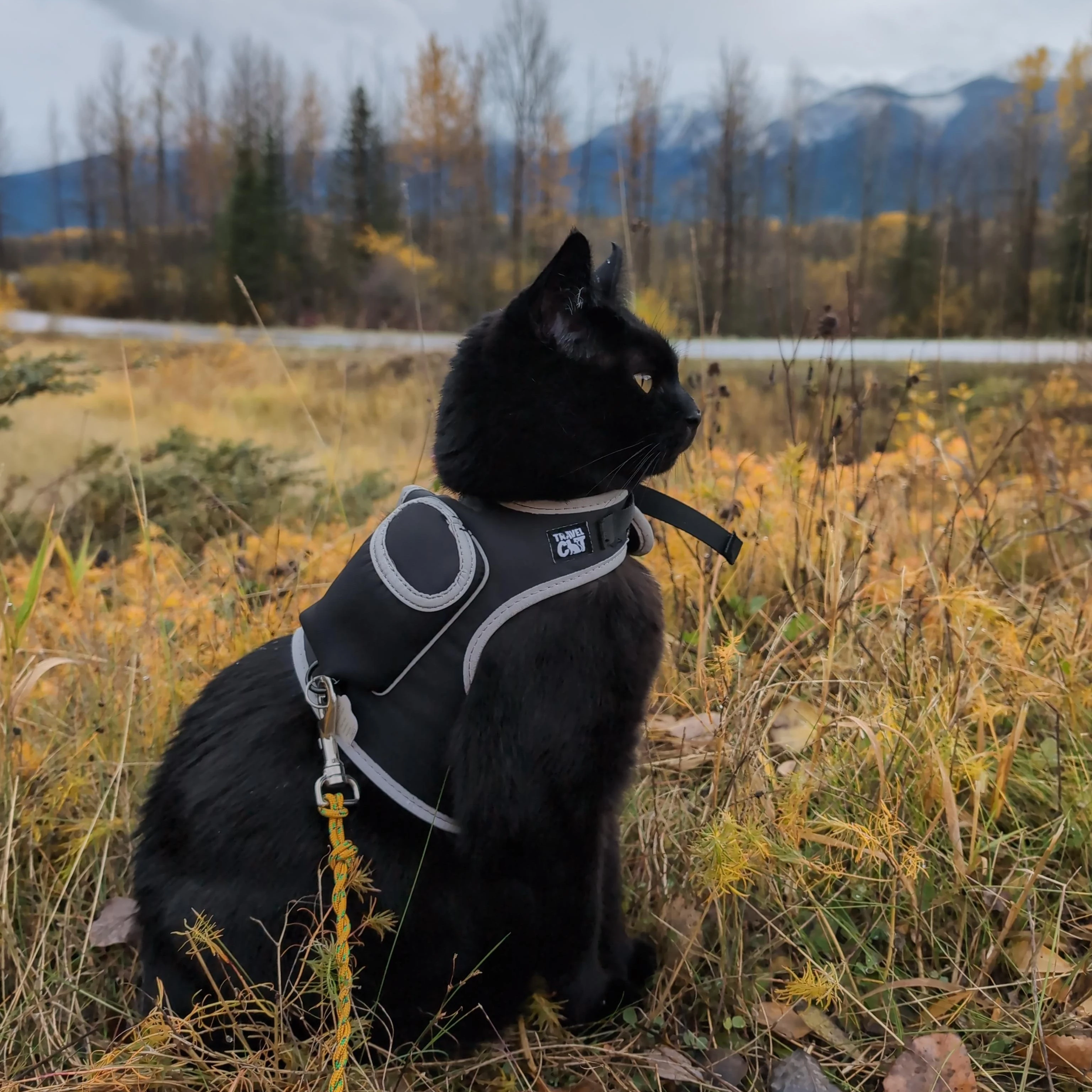 My handsome black cat “Puma”. He’s wearing his black backpack harness from the videogame Stray while looking into the distance. There’s a variety of native groundcover in the foreground, with bare deciduous trees and a couple evergreens out of focus in the back. Further back, you can see a snowcapped mountain range.